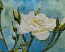 Nr. 48 / weisse Rose