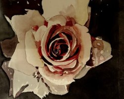 Bild Nr. 94 / Rose weiss